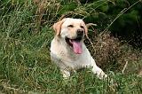 LABRADOR 1252